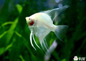 養(yǎng)神仙魚注意事項