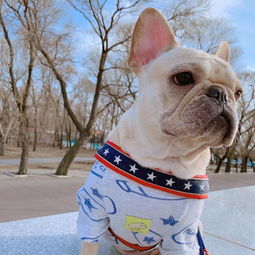 狗狗托運(yùn)回來注意事項(xiàng),狗狗托運(yùn)到家注意事項(xiàng),狗狗航空托運(yùn)注意事項(xiàng)