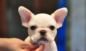 法牛喂幼犬時(shí)注意事項(xiàng)