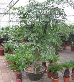 大幸福樹的養(yǎng)殖方法和注意事項