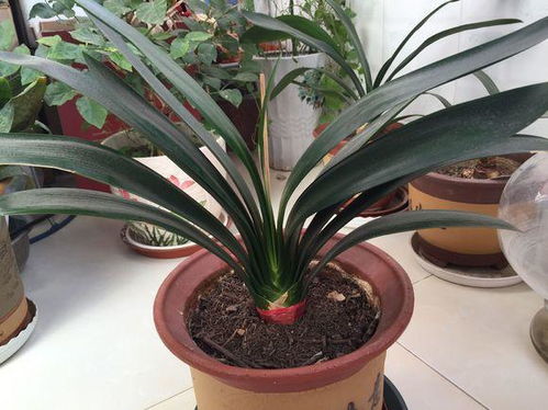 君子蘭,澆水,注意事項