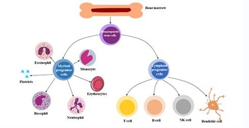 注意事項,細胞,回輸后