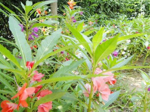 毛良茛的養(yǎng)殖注意事項