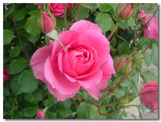 月季,養(yǎng)殖,大花,注意事項