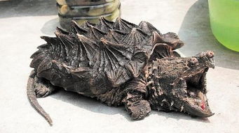 注意事項(xiàng),鱷龜出眠