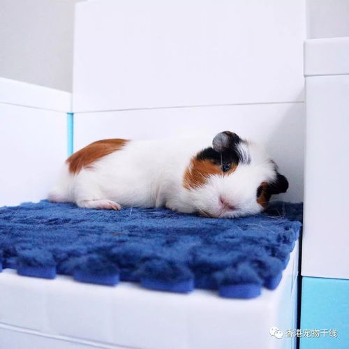 飼養(yǎng)豚鼠要注意事項(xiàng),豚鼠懷孕期間注意事項(xiàng),養(yǎng)豚鼠的注意事項(xiàng)