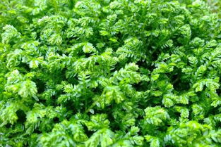 青龍草的養(yǎng)殖方法和注意事項(xiàng)