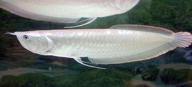 銀龍魚的注意事項(xiàng),養(yǎng)銀龍魚注意事項(xiàng),銀龍魚飼養(yǎng)方法及注意事項(xiàng)