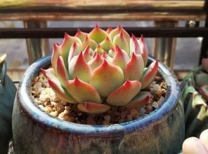 植物修根注意事項,吊蘭修根注意事項,散尾竹換盆注意事項修根