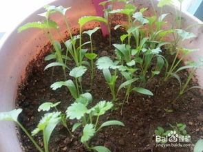 室內養(yǎng)花光照不足的注意事項