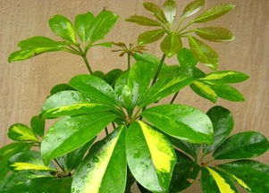 鴨掌木的養(yǎng)殖方法和注意事項(xiàng),鴨腳木的水培方法和注意事項(xiàng),移栽鴨腳木的方法和注意事項(xiàng)