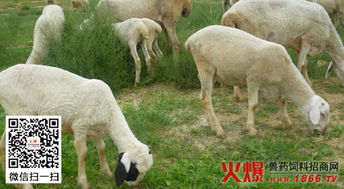 注意事項,農村,養(yǎng)羊