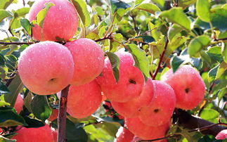 蘋(píng)果花期打藥注意什么藥,果樹(shù)花期打藥注意事項(xiàng),梨樹(shù)在花期打藥的注意事項(xiàng)