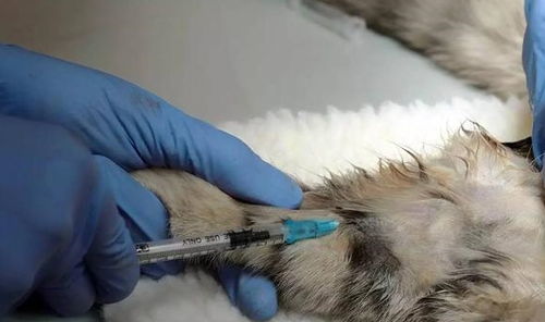 絕育,注意事項,手術(shù)