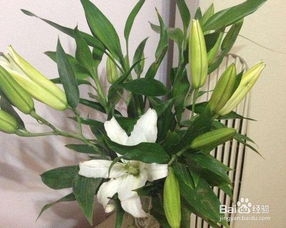 百合花球的養(yǎng)殖方法和注意事項