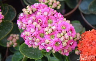 長壽,五大,養(yǎng)殖,注意事項(xiàng)