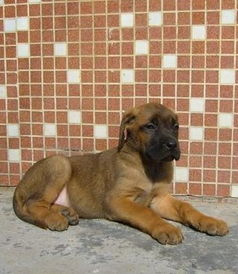 注意事項,肉狗,養(yǎng)植