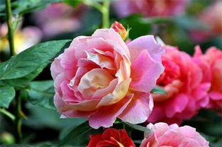 大花月季的養(yǎng)殖方法和注意事項