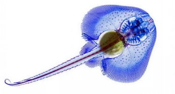 寄生蟲(chóng)標(biāo)本觀察注意事項(xiàng),制備染色標(biāo)本注意事項(xiàng),細(xì)胞染色觀察注意事項(xiàng)