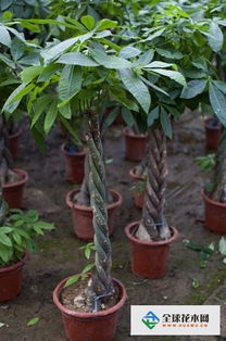 大盆發(fā)財(cái)樹(shù)的養(yǎng)殖方法和注意事項(xiàng)