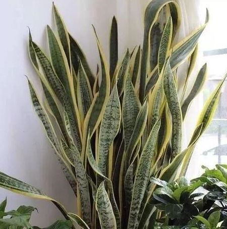 室內養(yǎng)花光照不足怎么辦?,室內養(yǎng)花光照不足怎么補光,冬天室內養(yǎng)花注意事項