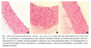 作業(yè),淀粉,注意事項(xiàng)