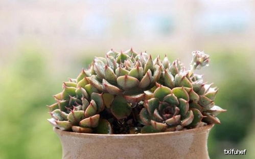 夏天多肉露養(yǎng)注意事項