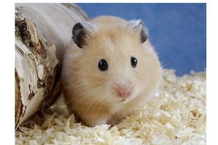 如何養(yǎng)倉(cāng)鼠注意事項(xiàng),養(yǎng)倉(cāng)鼠注意事項(xiàng)和技巧,養(yǎng)小倉(cāng)鼠注意事項(xiàng)