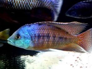 飼養(yǎng)三湖馬注意事項