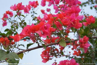 花盆養(yǎng)三角梅的養(yǎng)殖方法和注意事項