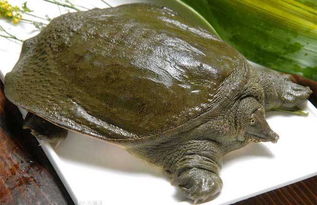 買甲魚注意事項(xiàng)