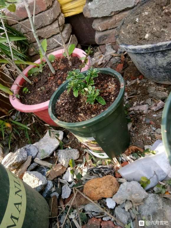 六月雪扦插注意事項(xiàng)