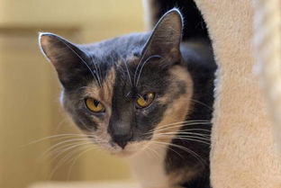 公貓做絕育后注意事項(xiàng)