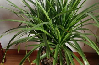 TP的養(yǎng)殖方法和注意事項(xiàng),金錢樹(shù)的養(yǎng)殖方法和注意事項(xiàng)耐陰觀葉植物,花的養(yǎng)殖方法和注意事項(xiàng)