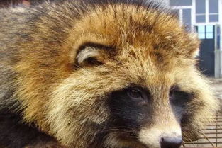 兔子產(chǎn)仔后注意事項(xiàng),母豬產(chǎn)仔注意事項(xiàng),柯基產(chǎn)仔注意事項(xiàng)