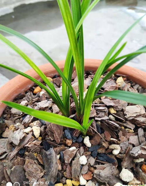 蘭花移植注意事項,野生蘭花移植注意事項,試管移植完了注意事項