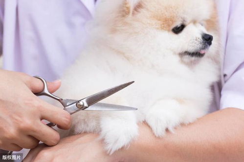 個月,注意事項(xiàng),博美