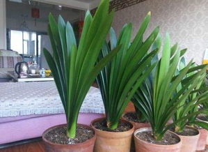 君子蘭快開(kāi)花注意事項(xiàng)