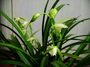 綠葉,養(yǎng)殖,注意事項(xiàng),方法