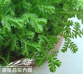 養(yǎng)殖,注意事項(xiàng),幸福,方法