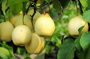 肺癌吃梨注意事項,梨的注意事項,梨運(yùn)輸注意事項
