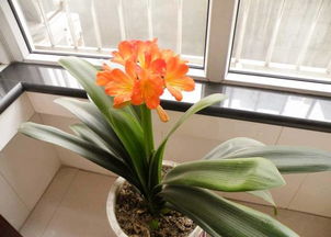 君子蘭,開(kāi)花,注意事項(xiàng)