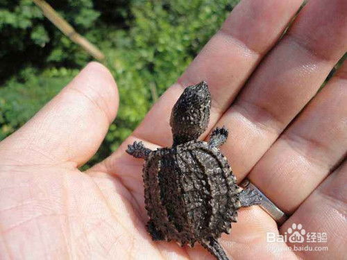 鱷龜冬眠注意事項(xiàng),鱷龜養(yǎng)殖注意事項(xiàng),鱷龜冬眠醒了注意事項(xiàng)