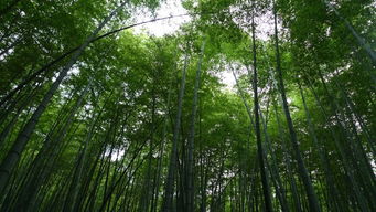 茶山竹海游玩注意事項(xiàng)