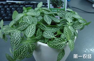 網(wǎng)紋草繁殖的方法和注意事項