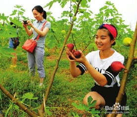 草莓采摘園注意事項(xiàng),水果采摘園需要注意事項(xiàng),采摘草莓注意事項(xiàng)