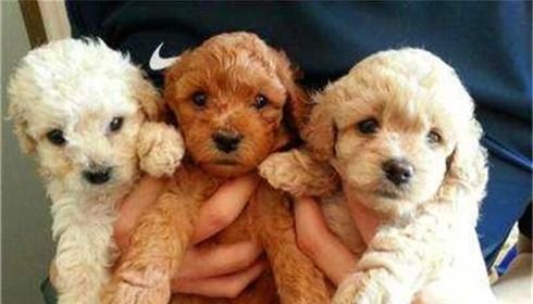 養(yǎng)一個(gè)月大的小狗的注意事項(xiàng),養(yǎng)一個(gè)月的小狗注意事項(xiàng),一個(gè)月小狗洗澡注意事項(xiàng)