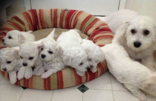 母狗來例假注意事項(xiàng)