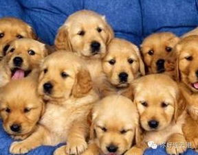 孕婦養(yǎng)狗注意事項(xiàng),養(yǎng)狗注意事項(xiàng)條例,新手養(yǎng)狗注意事項(xiàng)