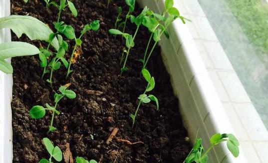 剛換盆的花注意事項(xiàng),春季花換土的注意事項(xiàng),剛換完花土注意事項(xiàng)